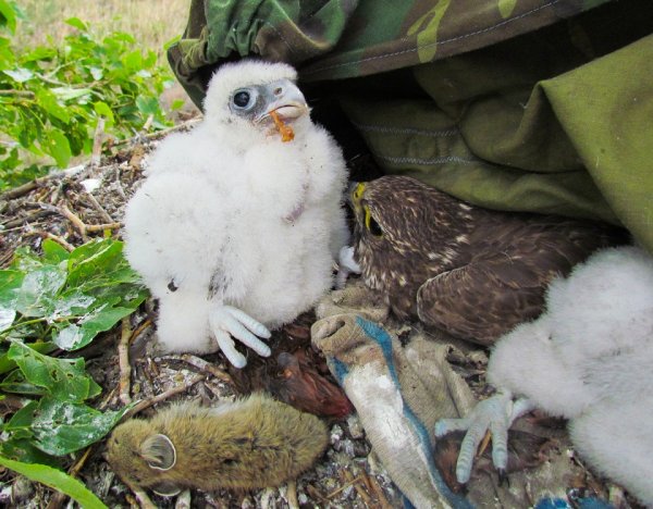 Впервые в России орнитологи возрождают популяцию сокола-балобана, выращивая птенцов из питомника в гнездах диких птиц