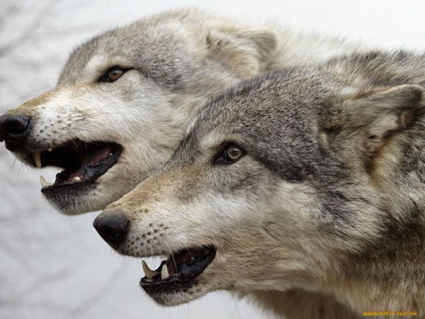 Регулирование численности волка продолжается в регионе