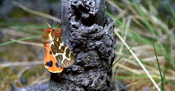 На Алтае нашли шесть новых видов бабочек