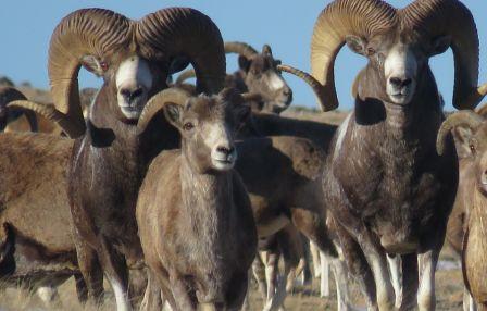 Алтайского горного барана пересчитали в Республике Алтай