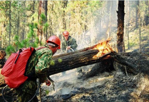 В Республике Алтай ликвидировано 77 лесных пожаров за этот год