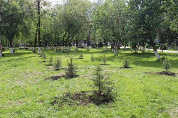 Более 300 тысяч деревьев посадили в Республике Алтай в рамках акции «Живи лес»