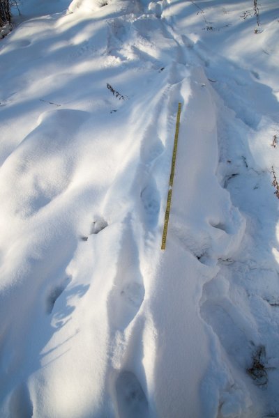 Ученым удалось проследить переход снежного барса из России в Казахстан