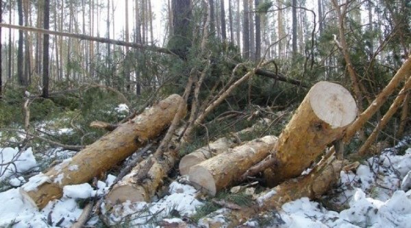 Полицейские установили личность мужчины, совершившего незаконную рубку деревьев на окраине Горно-Алтайска