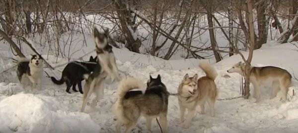 Соревнования «Кадын суу — 2018» вновь собрали самых сильных собак РА и нескольких городов Сибири
