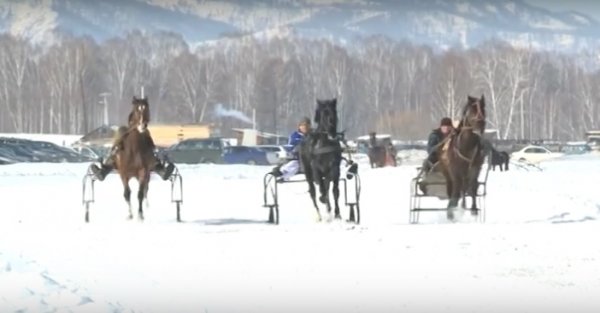 В Усть-Коксе прошли соревнования по конному спорту