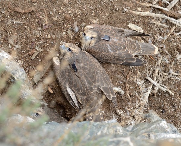 Алтайский сокол-балобан погиб в Китае