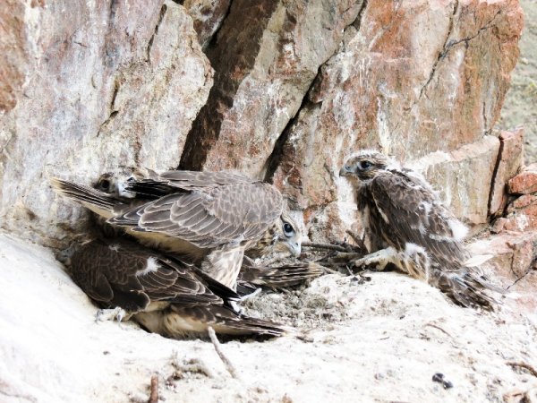 WWF требует по всей строгости закона наказать незаконных ловцов соколов в Горном Алтае