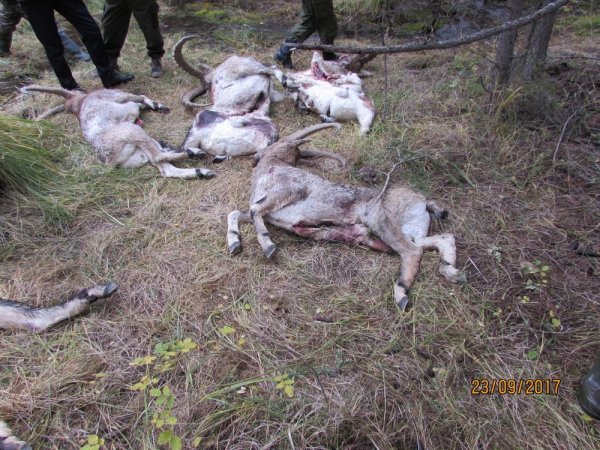 Дело о незаконной охоте в Шавлинском заказнике передано в суд