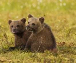 Двух алтайских медвежат выпустят в дикую природу из ленинградского приюта