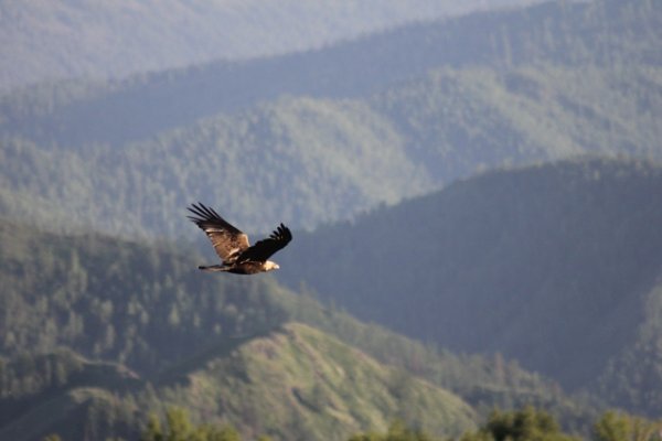 Исследования редких хищных птиц начались в Усть-Коксинском районе