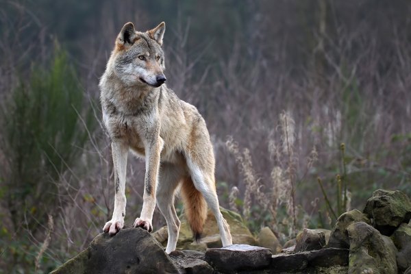 Регуляция численности волка продолжается в регионе