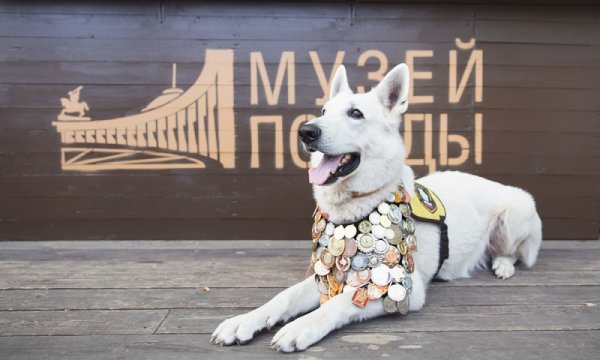 Конкурс на лучший портрет фронтовой собаки объявил Московский музей Победы