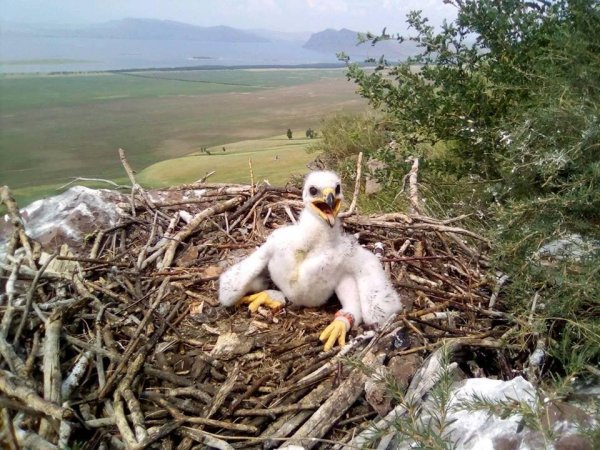 В Сибири разработают глобальный план сохранения степного орла
