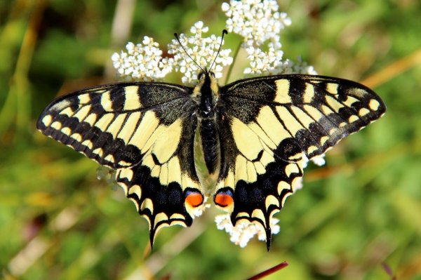 Экологи изучали бабочек в Катунском заповеднике