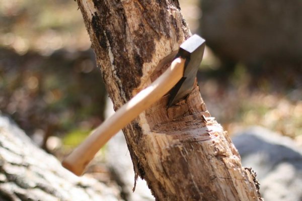 В Паспаульском участковом лесничестве «черные лесорубы» незаконно срубили 52 дерева