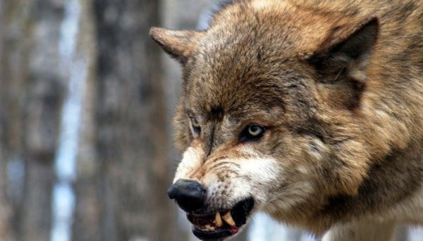 Работа по регулированию численности волка продолжается в регионе