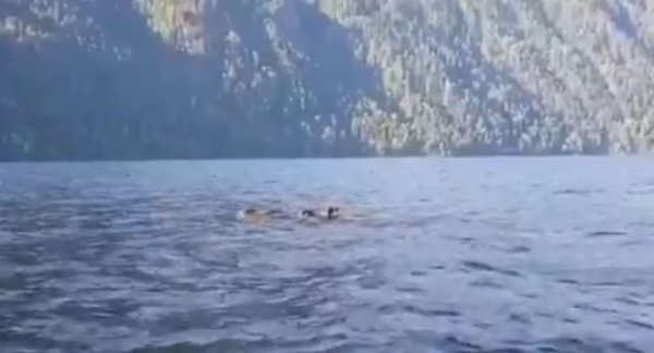 В Алтайском заповеднике отметили группу медведей, переплывающих Телецкое озеро