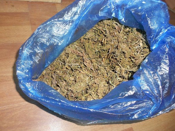 У жителя Чемальского района изъято более восьмисот граммов марихуаны