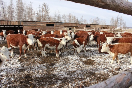 Ход зимовки скота находится на контроле правительства региона