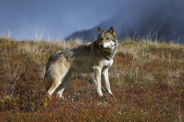 Регулирование численности волка в регионе продолжается