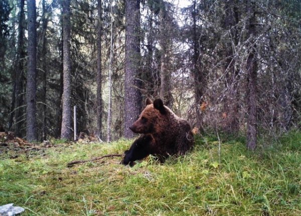 В Катунском заповеднике медведей насчитали более 350 особей