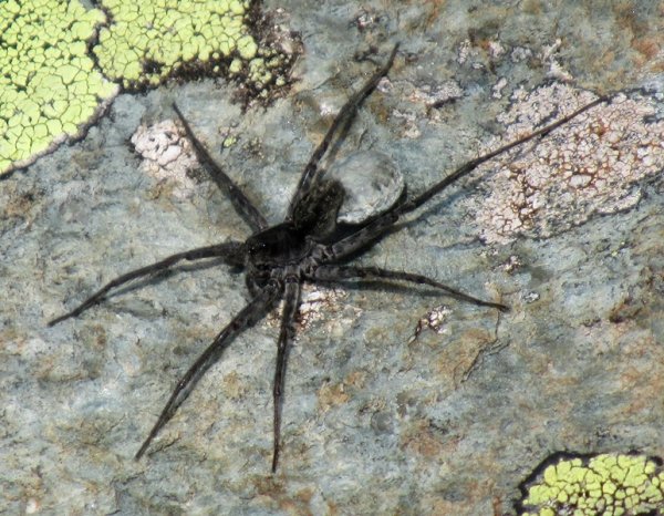 Новый вид паука обнаружили в Катунском заповеднике