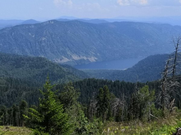 Непарный шелкопряд больше не угрожает лесам Республики Алтай
