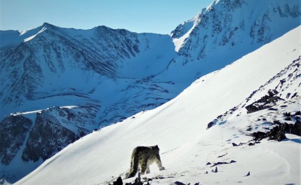 Камеры впервые зафиксировали манула на плато Укок  WWF подводит итоги учета снежного барса в природном парке «Зона покоя Укок»