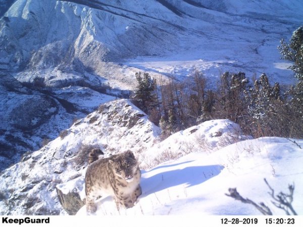 Пятнадцать снежных барсов Алтая возьмут под охрану местные жители