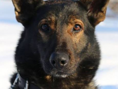 Сотрудники Центра кинологической службы МВД по Республике Алтай ищут хозяев собаке, дослужившей до пенсии