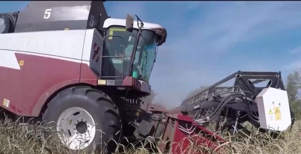 Аграрии Республики Алтай приступили к уборке зерновых