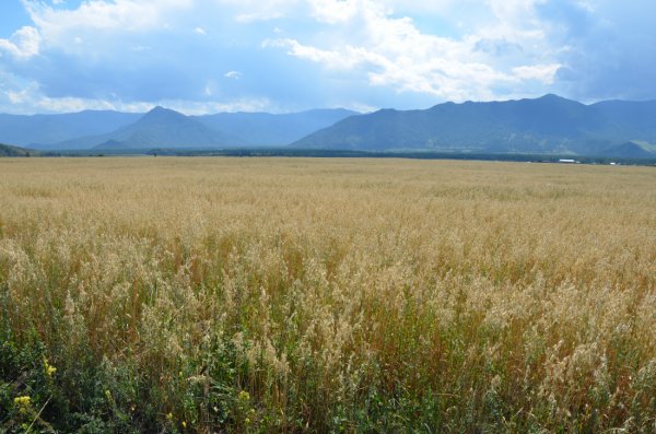 Республика Алтай на 100% выполнила план по экспорту сельхозпродукции