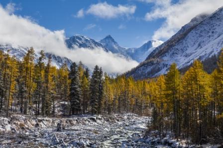 В двух районах Республики Алтай проведут лесоустройство