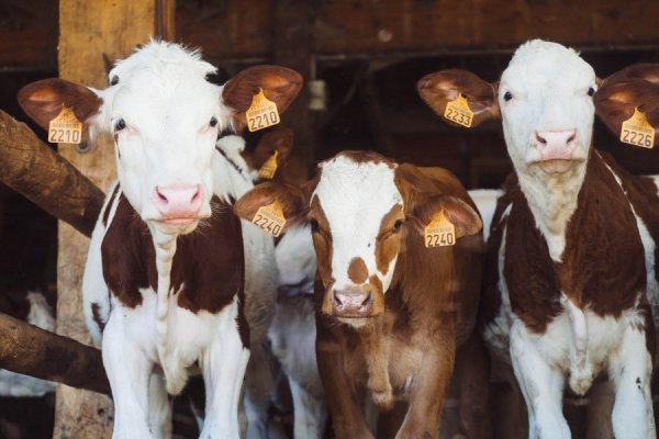 Поголовье крупного рогатого скота увеличилось в сельхозорганизациях региона