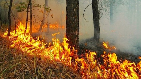 Подавляющая часть лесных пожаров в Республике Алтай произошла из-за «человеческого фактора»
