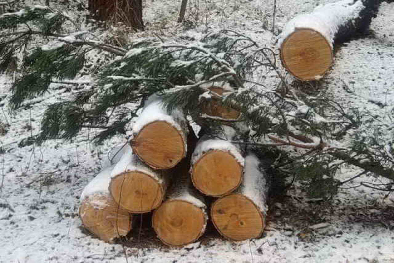 В Турочакском районе незаконная рубка деревьев обернулась для сельчанина уголовным делом