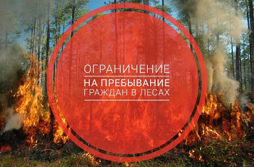 Минприроды Республики Алтай призывает граждан не ходить в лес до 9 июня