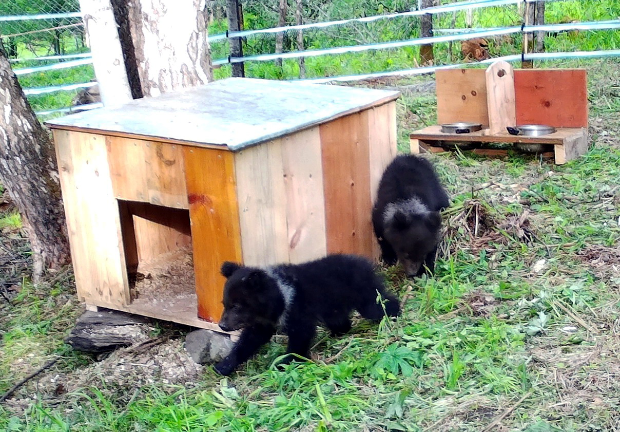 Медвежат-сирот начали реабилитировать в Алтайском заповеднике