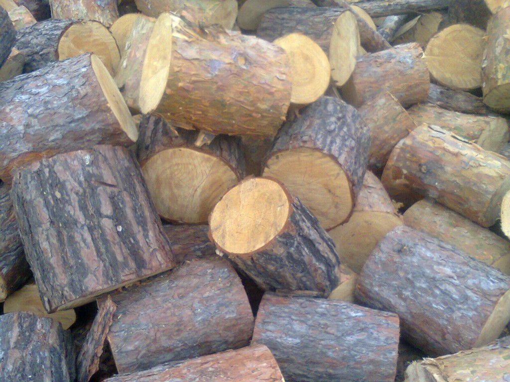 Нарубил дров на полмиллиона: сельчанин незаконно срубил лиственницы в Усть-Канском районе