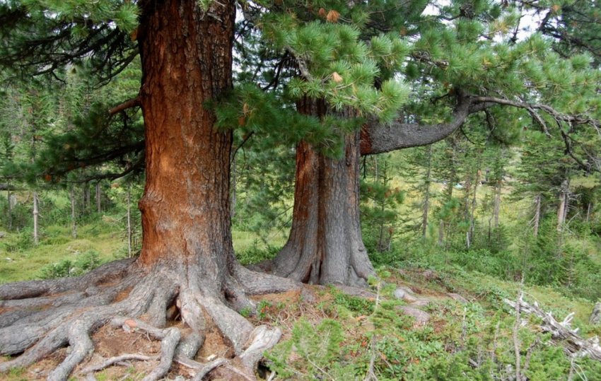 В Республике Алтай прокуратура добилась в судебном порядке запрета проведения вырубки леса на территориях произрастания кедра