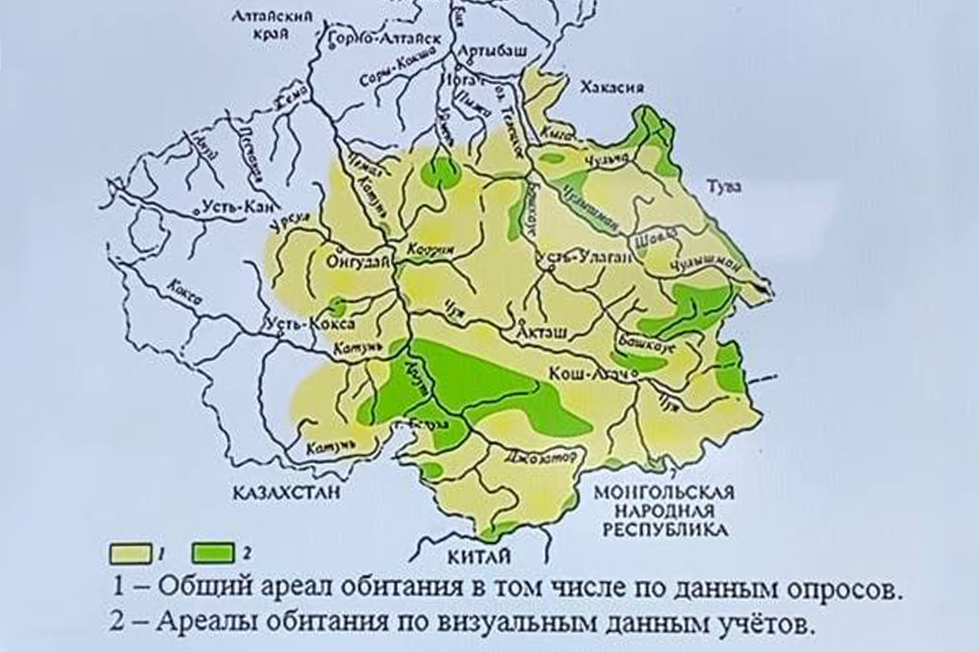 Власти Республики Алтай изучат мнение жителей республики о запрете охоты на козерогов