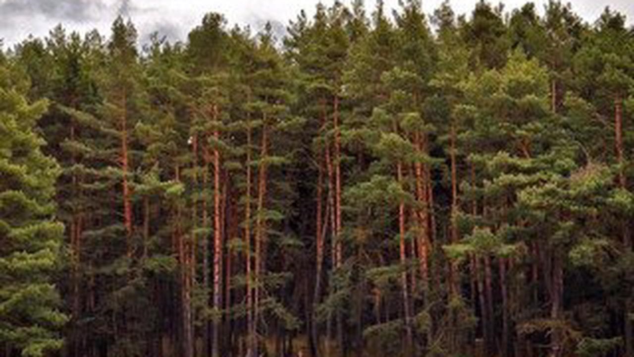 Стартовала региональная экологическая акция «Сохраним леса Алтая!»