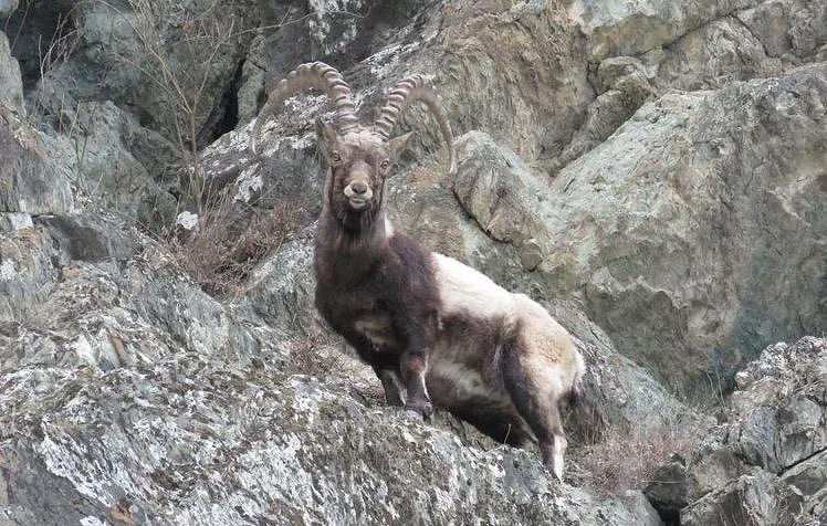 В Республике Алтай объявлен трёхлетний мораторий на охоту на сибирского горного козла (козерога)