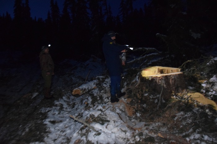 Природоохранная прокуратура проверила информацию о незаконной рубке деревьев