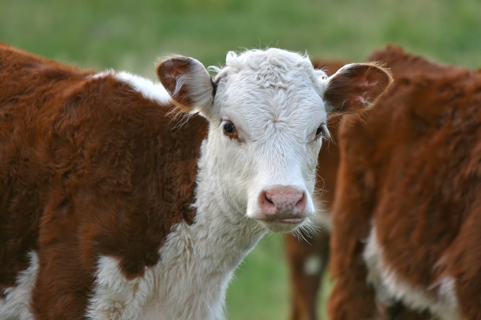 Начинающие фермеры Алтая купили породистых коров