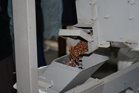 Цех по переработке кедрового ореха открыли в Горно-Алтайске