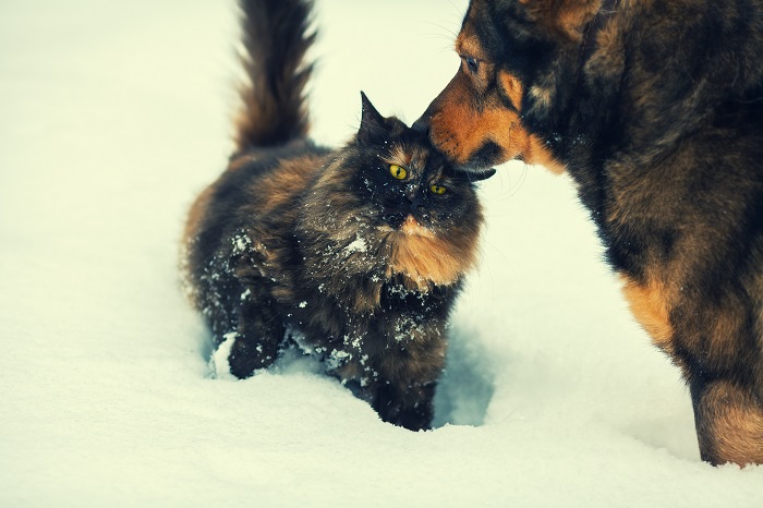 В Горно-Алтайске продолжается бесплатная вакцинация собак и кошек против бешенства