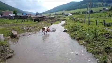 Жители села в Республике Алтай показали кадры "подтопления", которого нет
