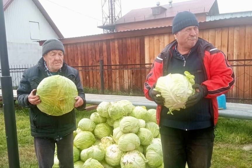 Урожай овощей собирают в доме престарелых на Алтае